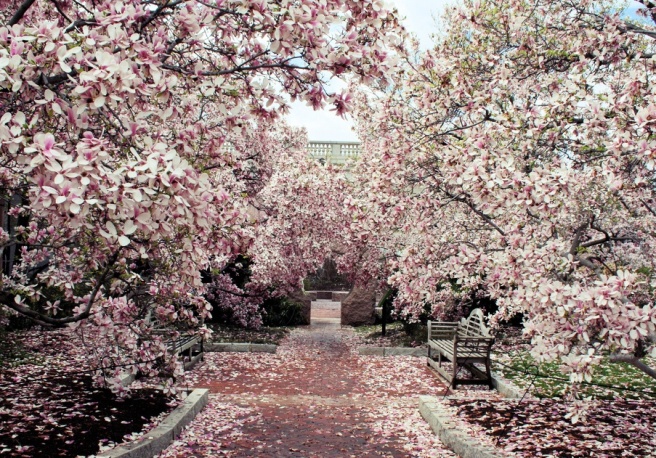 drumul-viec5a3ii-drum-printre-magnolii